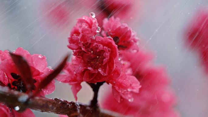 谷雨时节樱花开