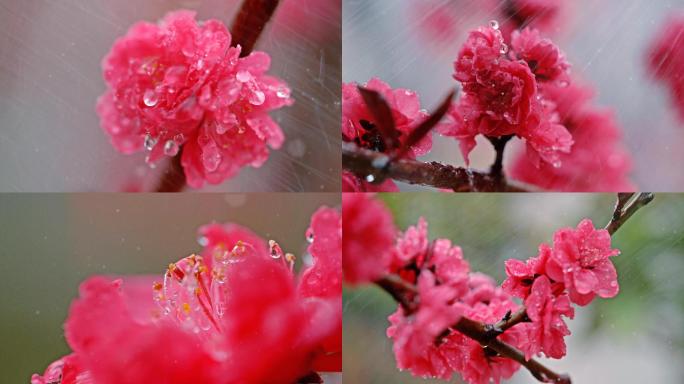 谷雨时节樱花开