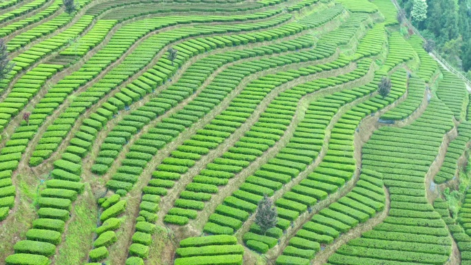 湖北恩施山区生态有机茶园