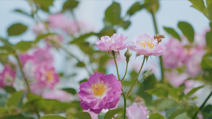 31 原创4K春天百花绽放蜜蜂采蜜01