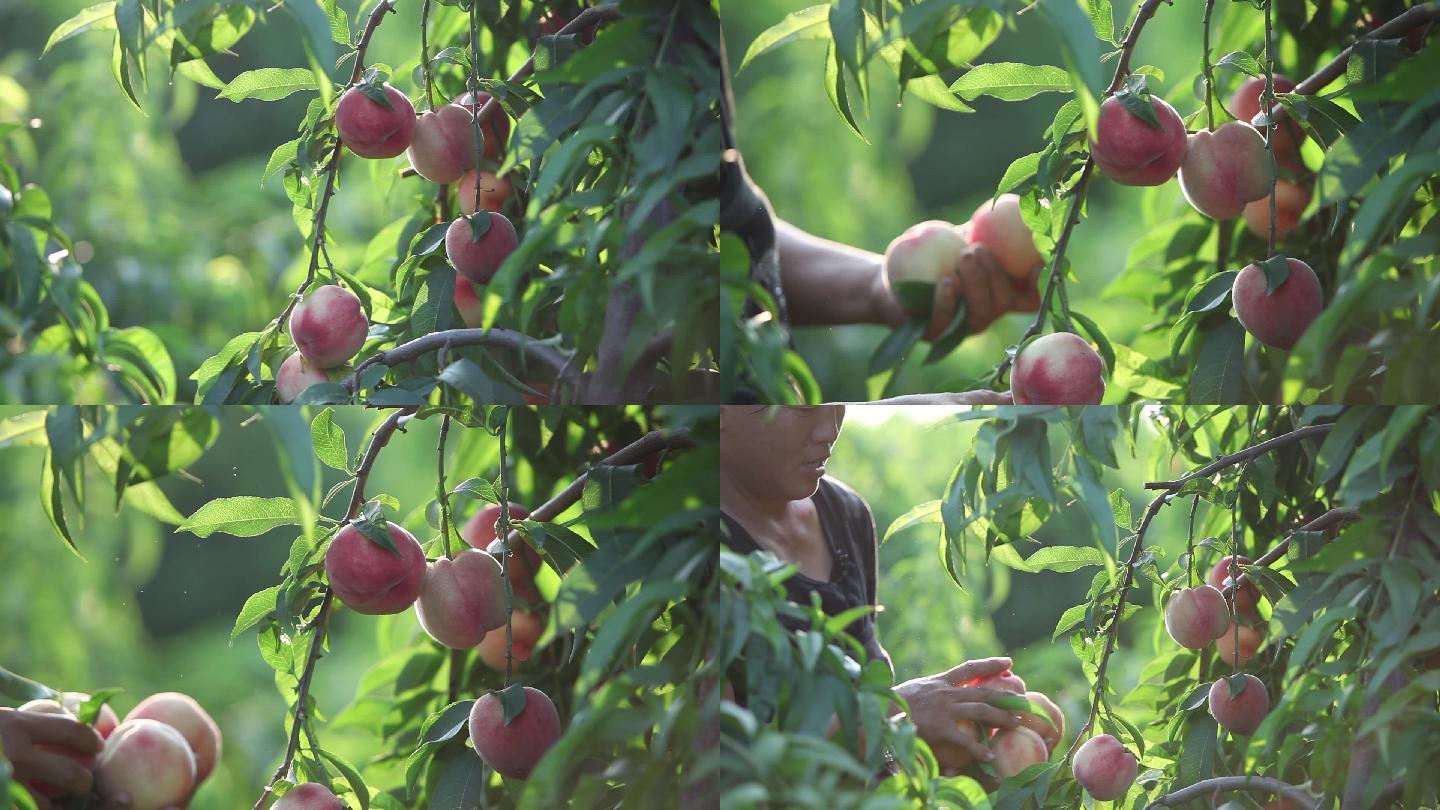 桃子成熟丰收
