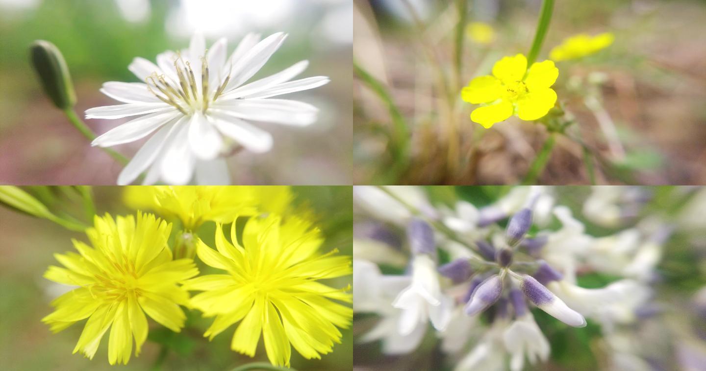 4K微距拍摄春天花朵视频素材