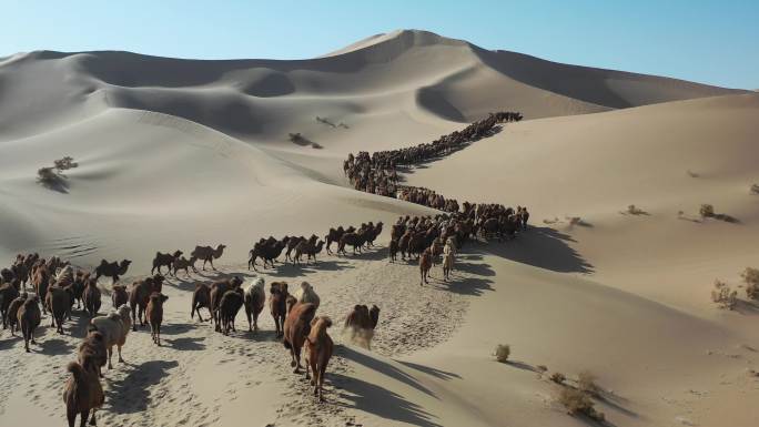 大沙漠 冬季骆驼转场 驼铃 天边的骆驼