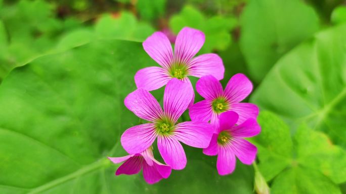 绿叶鲜花红花酢浆草花开正艳