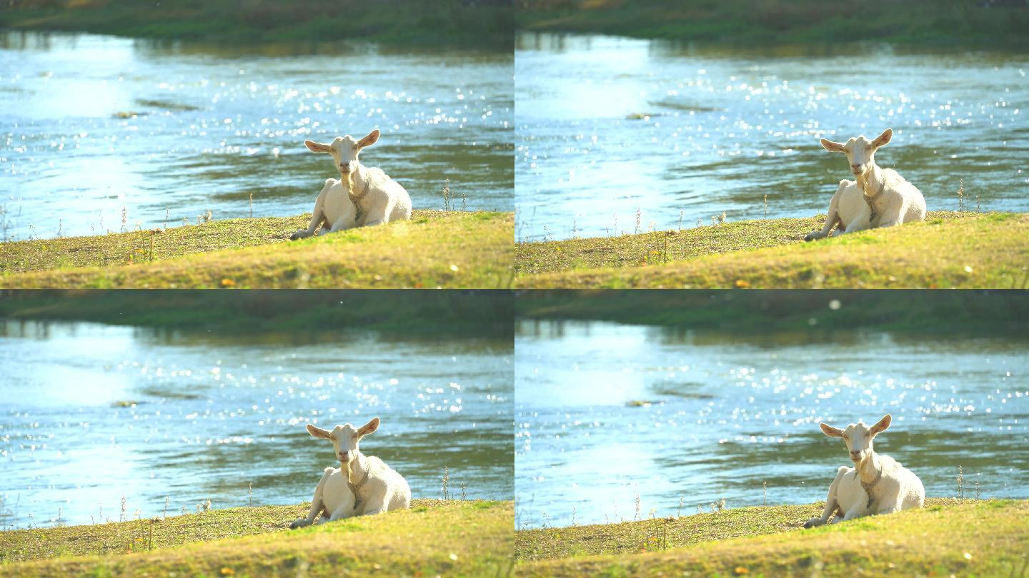 【4K】溪水边的羊