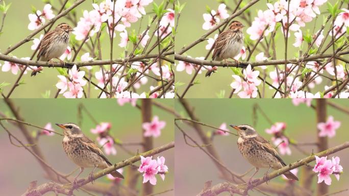 桃花盛开，花漂亮的小鹀鸟和红尾鸫