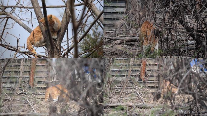 猫上树捕鸟下地捉鼠