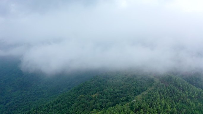 航拍唯美云海原始森林4K云雾缭绕