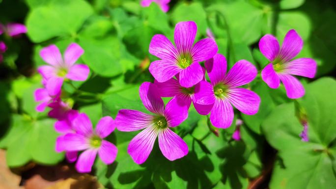 阳光灿烂鲜花盛开红花酢浆草