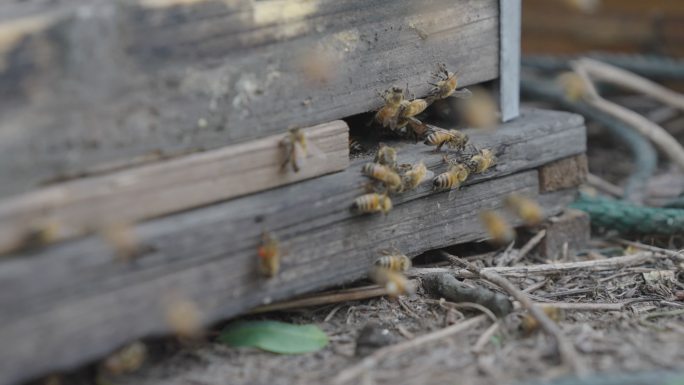 4k升格拍摄蜜蜂在蜂箱口飞舞、活动。养蜂