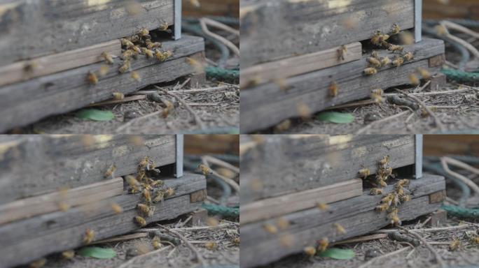 4k升格拍摄蜜蜂在蜂箱口飞舞、活动。养蜂