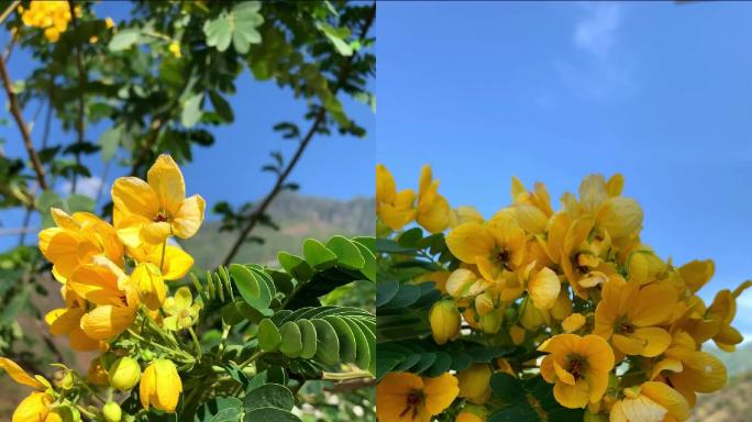 B142 黄槐花 黄槐决明 黄槐树 花朵