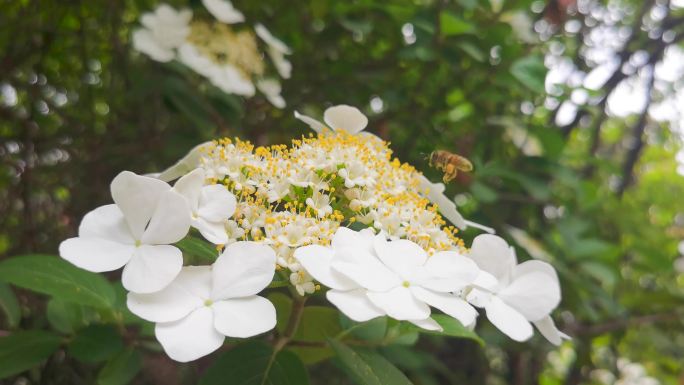 盛开的琼花 蜜蜂采蜜