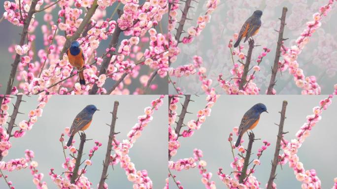 4K高清会动的花鸟图，小鸟恋梅花