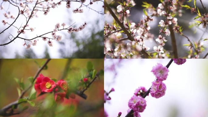 花 花朵 春天 桃花 海棠 野桃花 春暖