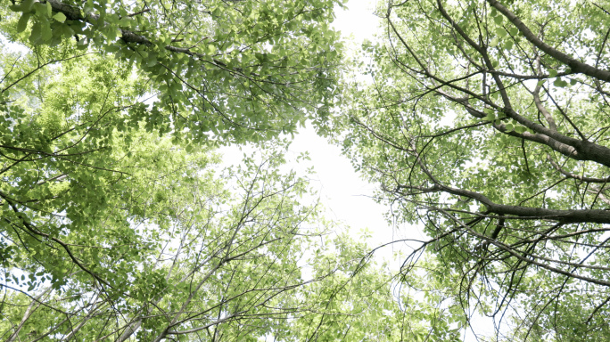 4K春天公园绿色草木自然风景空境素材合集