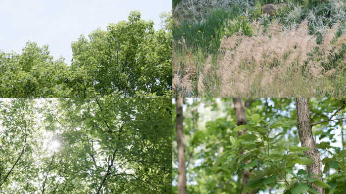 4K春天公园绿色草木自然风景空境素材合集