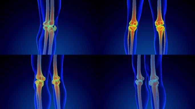 膝关节解剖人体结构3D简约