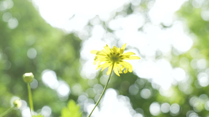 阳光下的小黄花蜜蜂采蜜