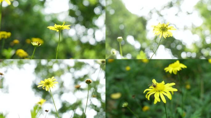 阳光下的小黄花蜜蜂采蜜