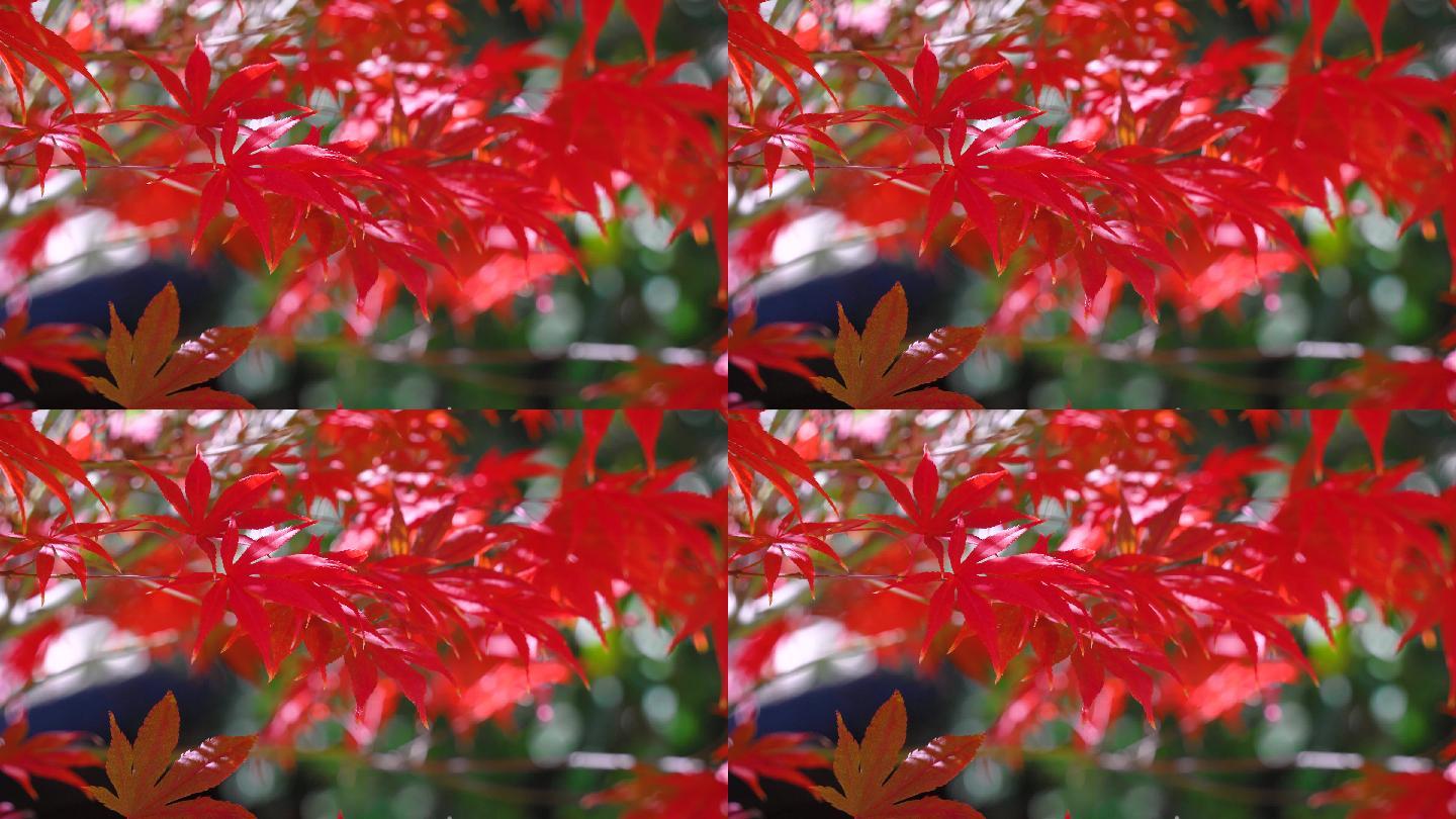【4K】秋天的红枫叶