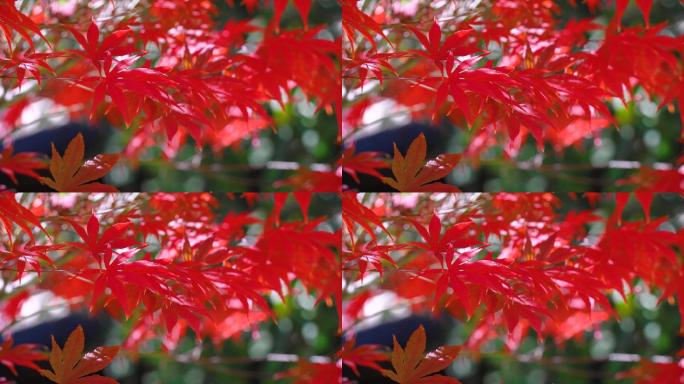 【4K】秋天的红枫叶