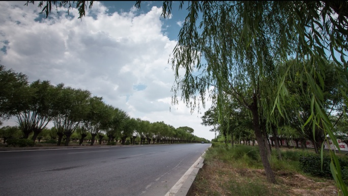 公路边的柳树延时