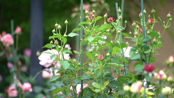 春天花园月季蔷薇花苞花骨朵原素材