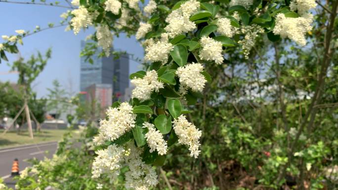 城市小叶女贞树开花升格慢动作慢镜头