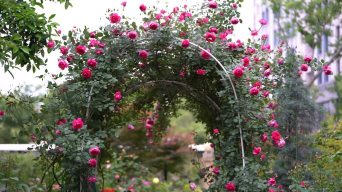 春天花园院子月季花蔷薇花拱门造型原素材