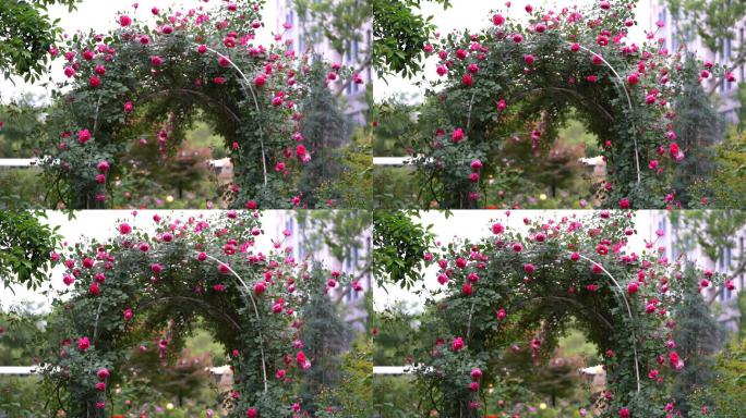 春天花园院子月季花蔷薇花拱门造型原素材