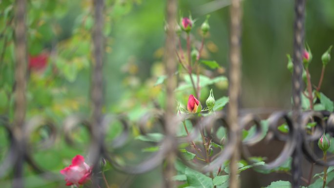 春天月季花玫瑰花花骨朵花苞铁艺护栏围墙
