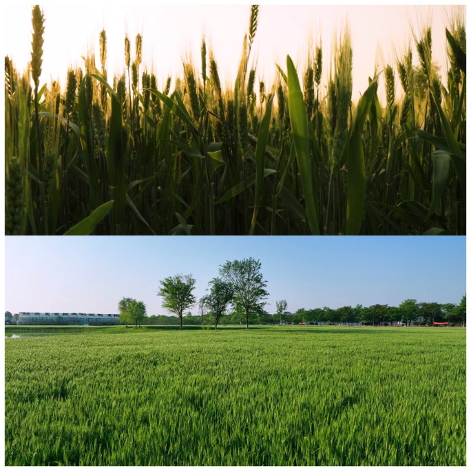 麦田小麦麦穗农业绿色丰收田野食品广告