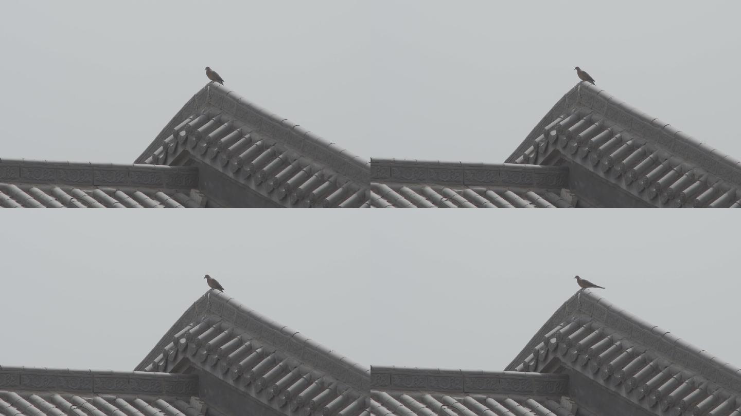 房顶上的斑鸠