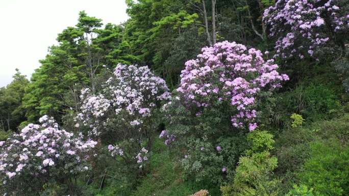 深圳市梧桐山步道杜鹃花