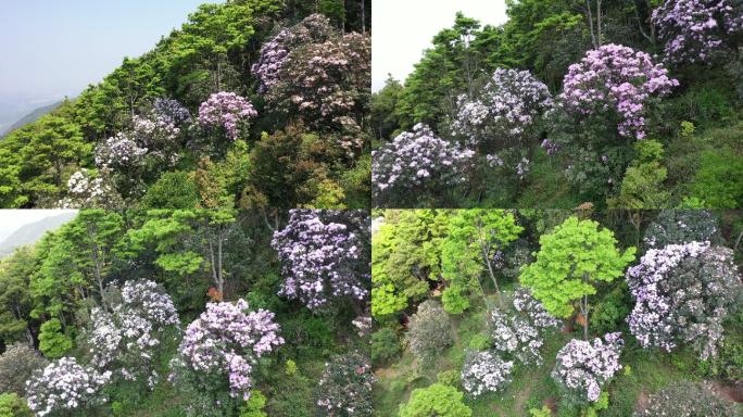 深圳市梧桐山步道杜鹃花