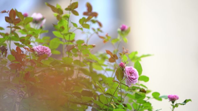 春天四月月季花蔷薇院子围墙铁艺护栏