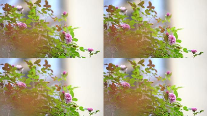 春天四月月季花蔷薇院子围墙铁艺护栏