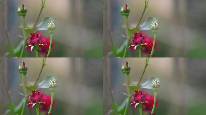 春天四月月季花玫瑰花花骨朵花苞原素材