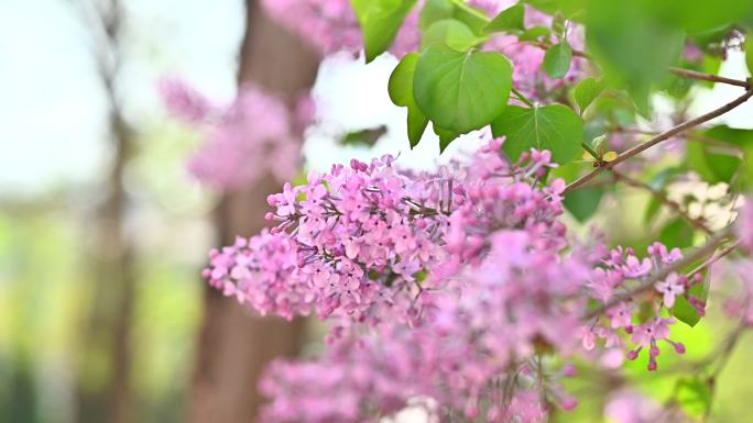 实拍4K丁香花阳光下唯美浪漫（可商用）1