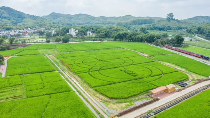 广州迳下村的稻谷田航拍延时