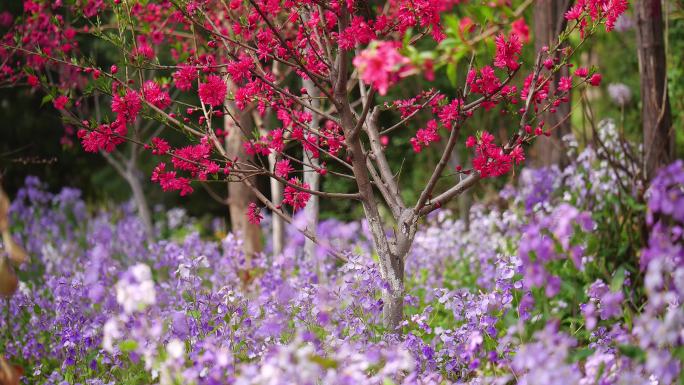 菊花桃与二月兰4K