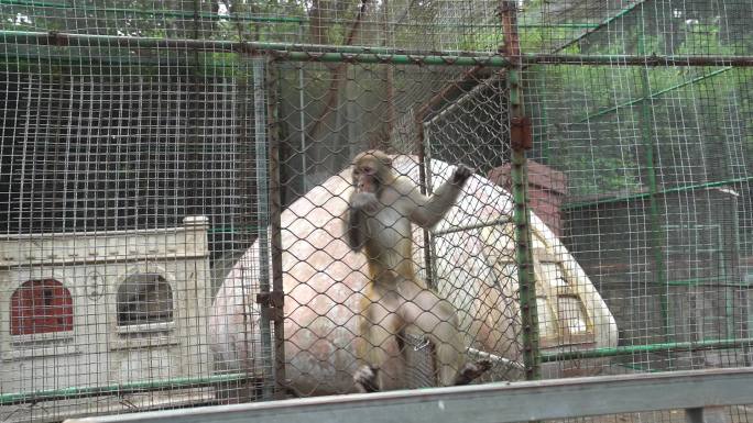 动物园猴子素材