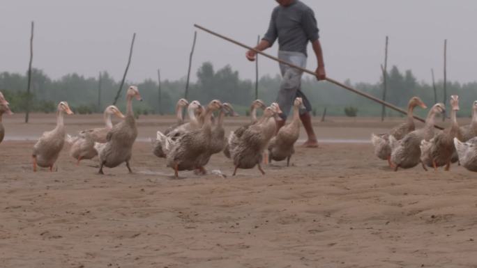 鸭子饲养放养