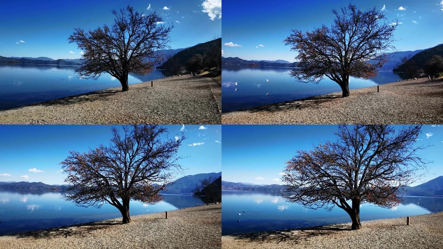 湖边一棵树