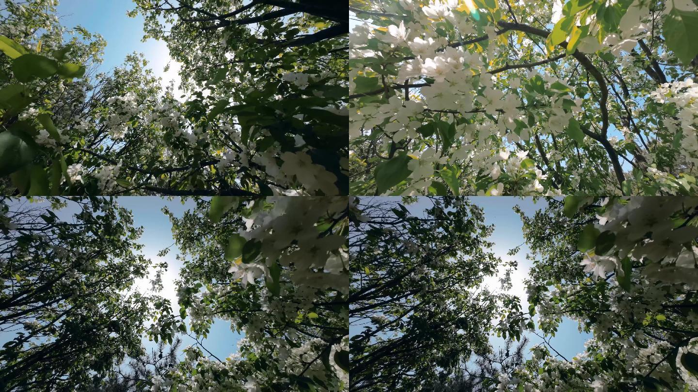 树木开花阳光透射4K
