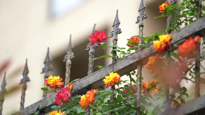 春天月季花玫瑰蔷薇铁艺护栏围墙院子华花园