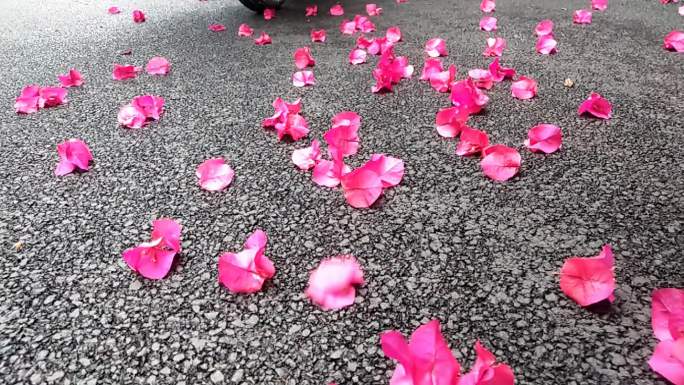 花落花红花落地三角梅花风吹落地