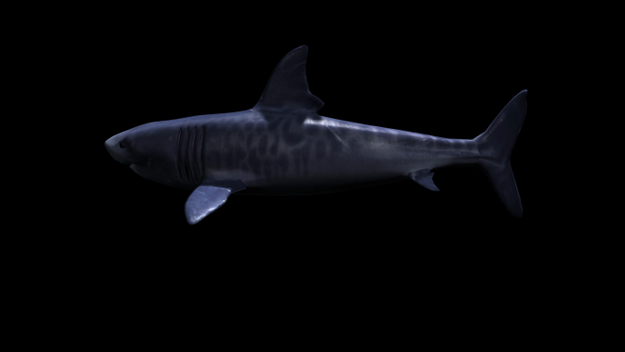 4K带通道的鲨鱼动画素材