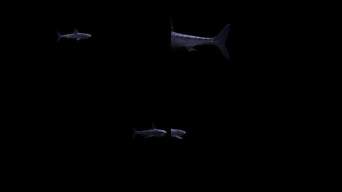 4K带通道的鲨鱼动画素材